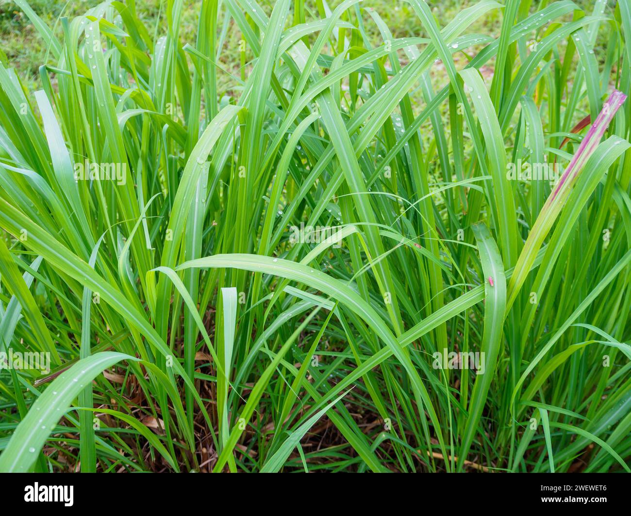 Lemon Grass