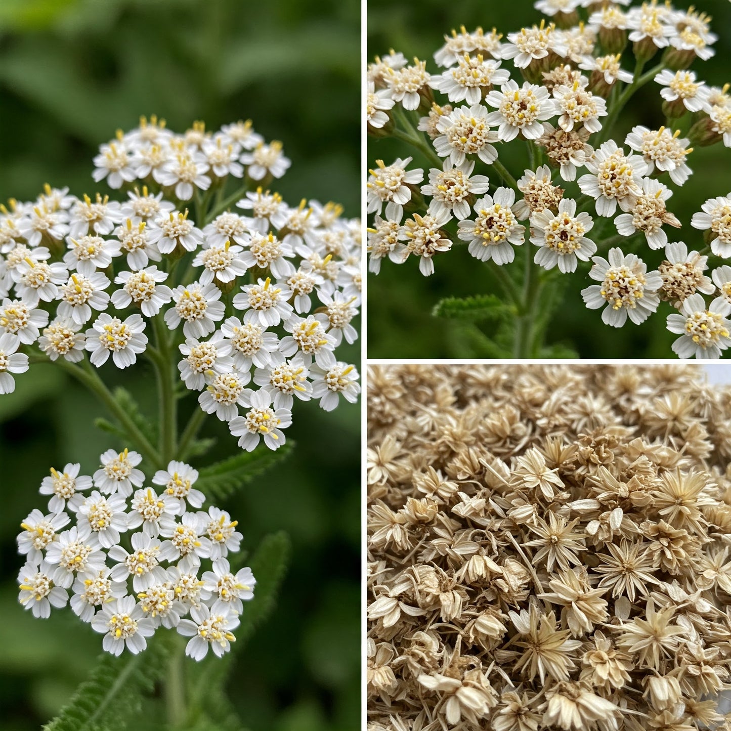 Yarrow Flower