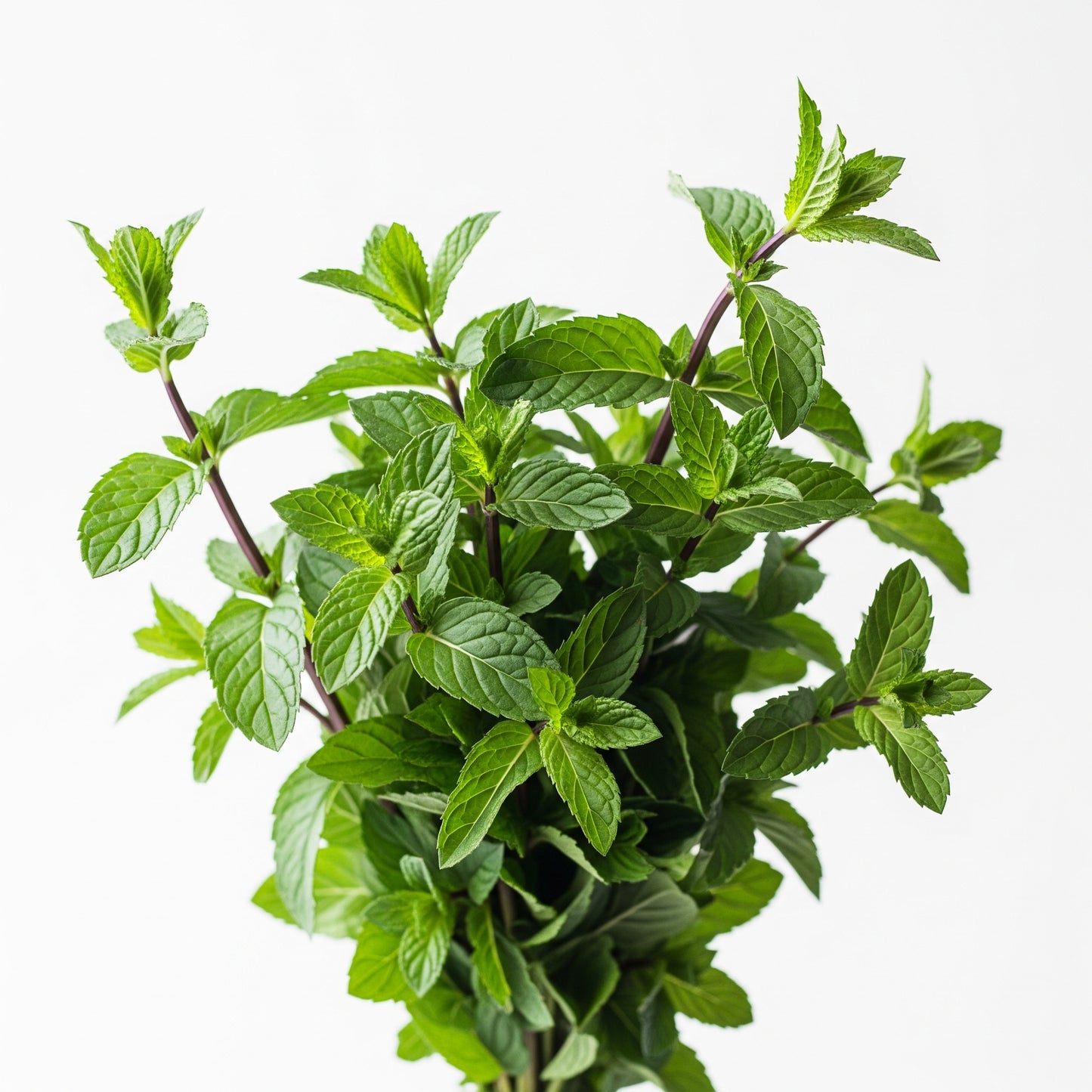 Peppermint