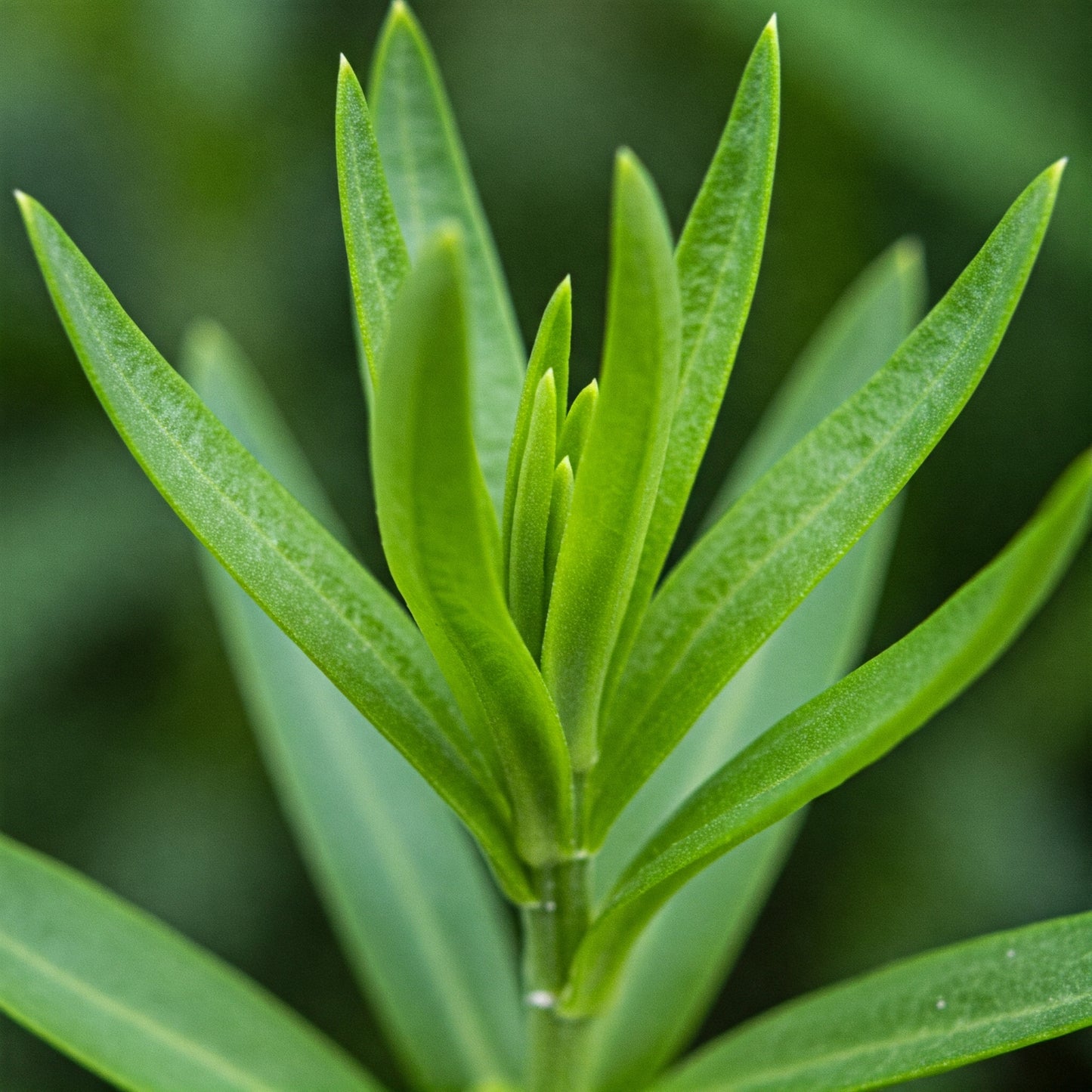 Tarragon Leaf