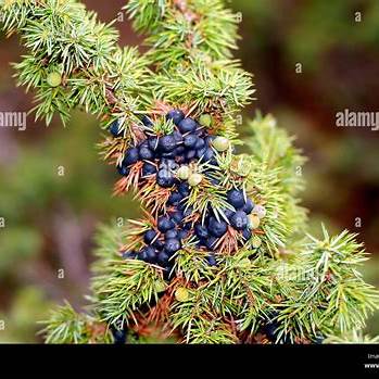 Juniper Berries
