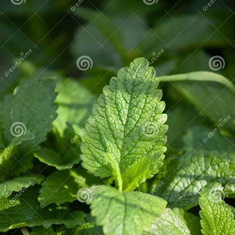 Lemon Balm