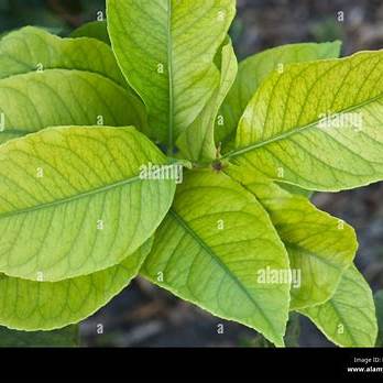 Lemon Leaf