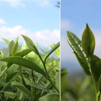 Jin Xuan - Milky Oolong