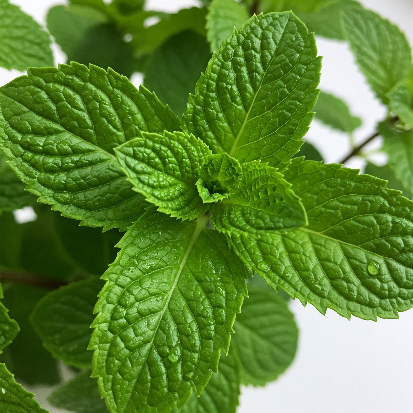 Spearmint