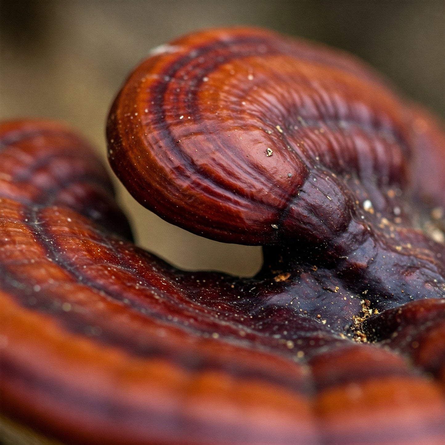 Reishi 1000 mg Capsule