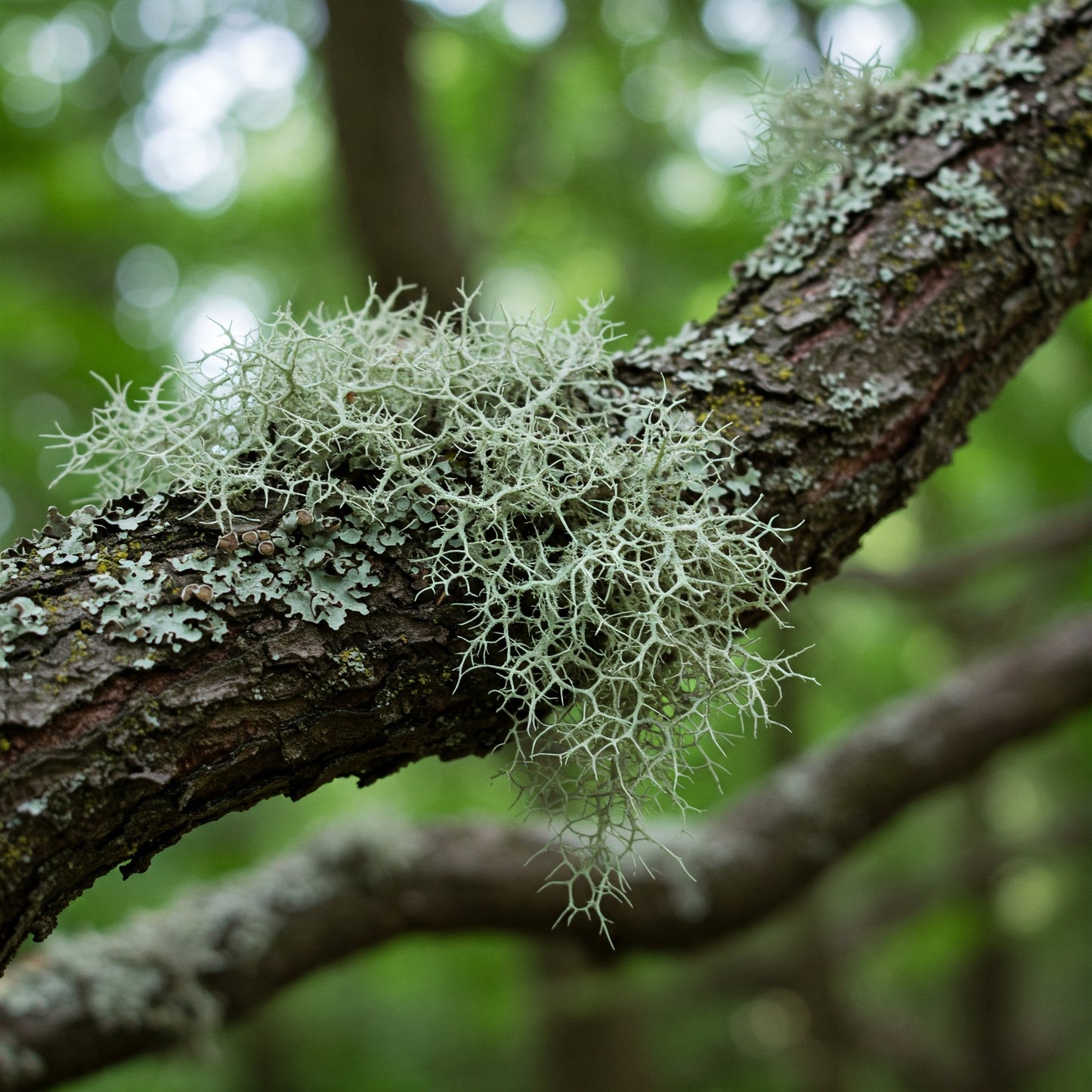 Usnea