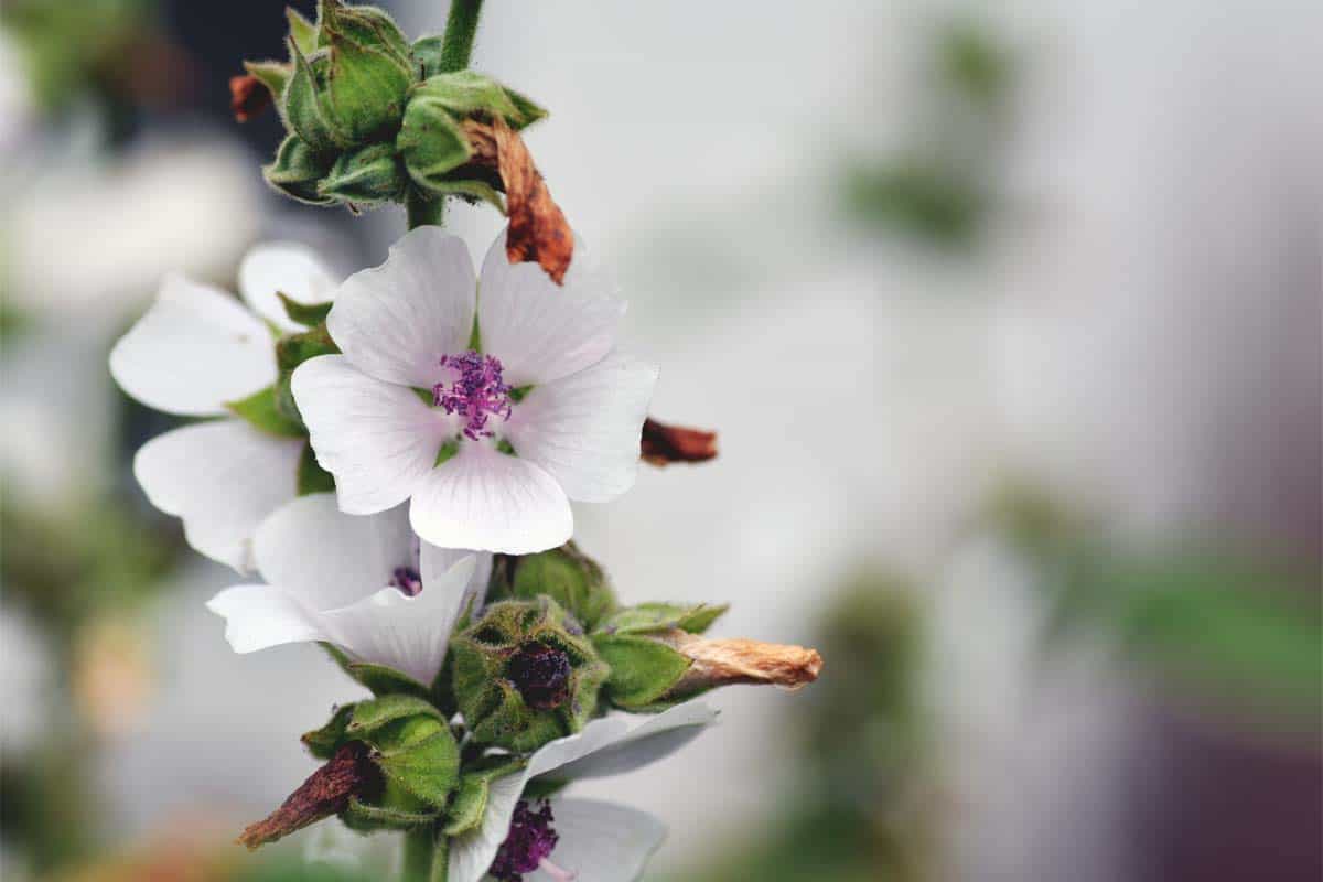 Marshmallow Root