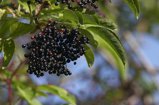 Elderberry (Whole)