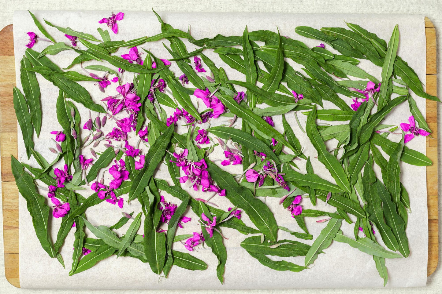 Ivan Chai (Fireweed)