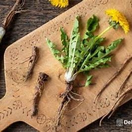 Dandelion Root