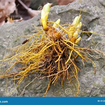 Goldenseal Root