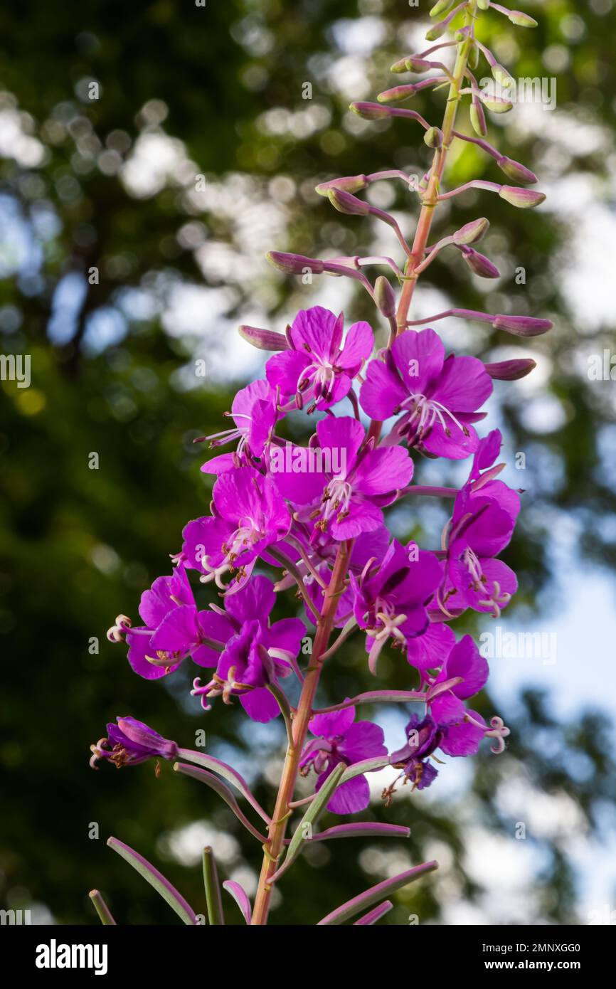 Ivan Chai (Fireweed)