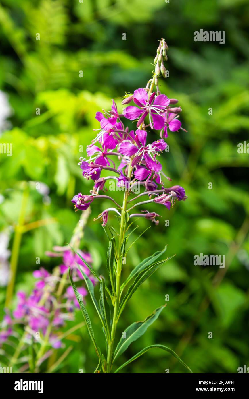 Ivan Chai (Fireweed)